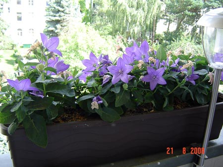 DSC03640.JPG