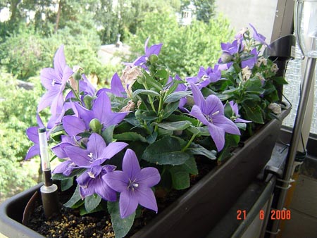 DSC03641.JPG